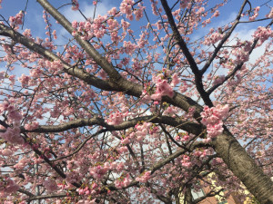 写真 2016-03-08 14 43 53