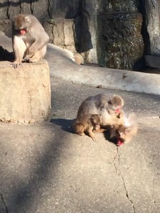 写真 2016-01-04 13 14 04