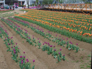 写真 2016-05-03 17 14 26