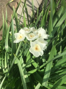 写真 2016-03-08 14 56 43