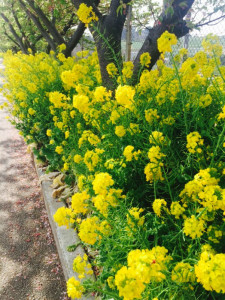 写真 2016-03-08 14 34 35