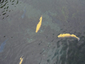 写真 2016-05-03 16 18 39