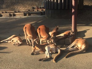 写真 2016-01-04 14 55 55