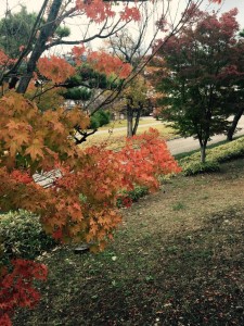 写真 2015-11-10 13 56 22